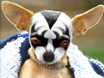 Kiss Chihuahua