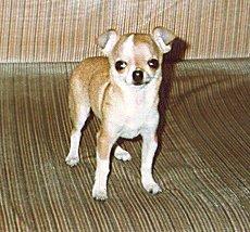 Action Chihuahua