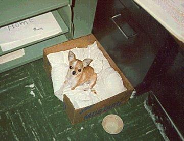 Chihuahua Nest