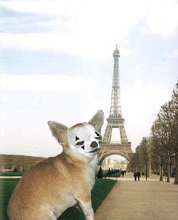Chihuahua Mime