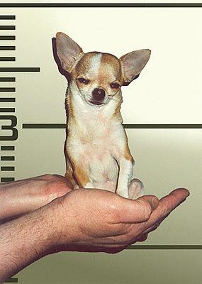 Chihuahua Arrested