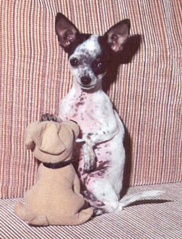Chihuahua Master