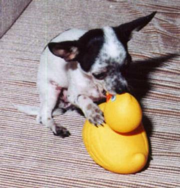 Chihuahua Hypnotist