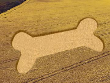 Crop Formations Discovered