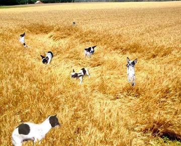 Crop Circles in Progress