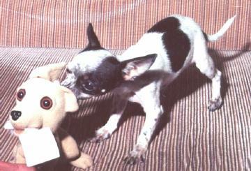 Chihuahua Attack
