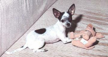 Chihuahua Humor
